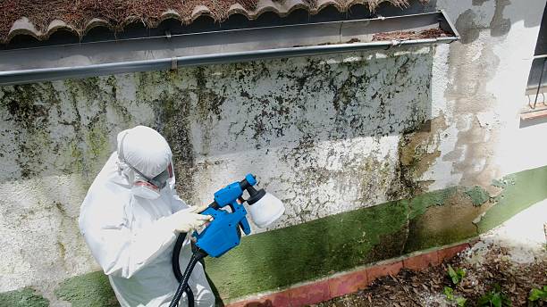 Top rated local Mold Cleanup specialists in Warriors Mark, PA
